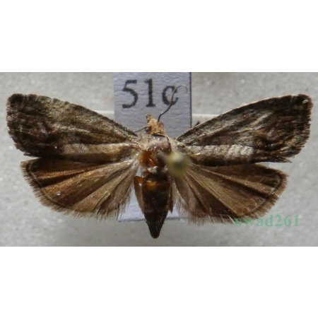 Cydia splendana (Hübner, 1799) Owocówka żołędziowianka Czech51c